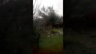 Fox in Garden