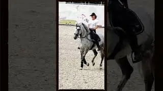 Андалуз Алхимик 
