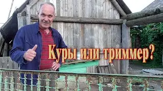 Секрет выбора. Переделал забор и выяснил, что лучше, куры или триммер