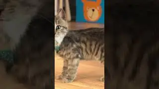 FUNNY LITTLE KITTEN ADVENTURE