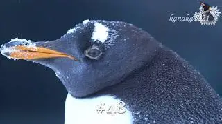 旭山動物園 2026「雪あかりの動物園」と夜のペンギン達-Zoo by Snow Light
