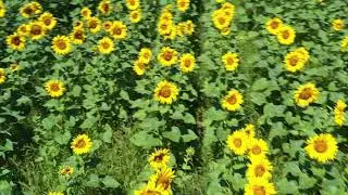 Volare sui girasoli