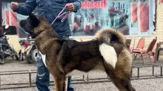 Haryana Dog Show 2024 #germanshepherd #rottweilerdog #labrador