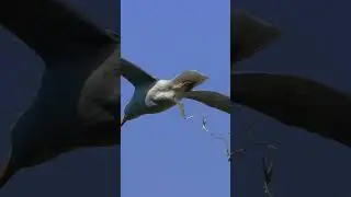 Почему птичьи какашки белого цвета #Shorts