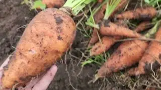 Супер урожай моркови.5.10.24