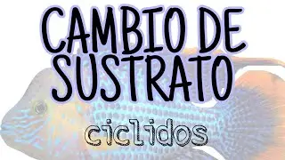 Cambio de SUSTRATO en mi acuario de CICLIDOS | 2020