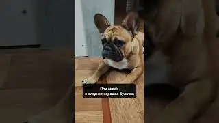 Валентина и Зинаида😎 #мем #recommended #собака #dog