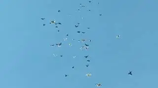 Николаевские голуби Крым.