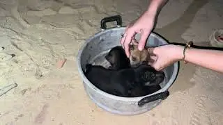Phát hiện mẹ Vàng na đàn con đi tìm chổ mới nhưng bất thành