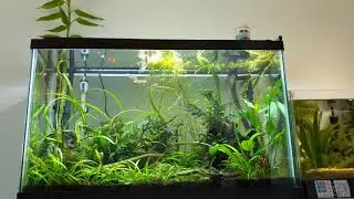 29 gallon planted tank