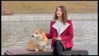 Корги - звезда интернета