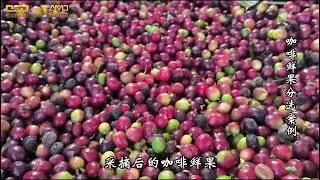 AMD Coffee fresh fruit sorting/sorter machine 