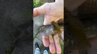 Небольшой факт про бычка-подкаменщика 
