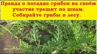 Вся правда о посадке грибов. Версия опровергнута! А оно тебе надо?