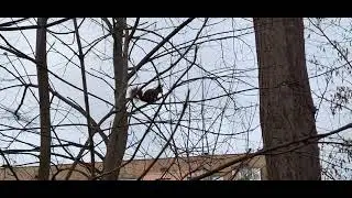 Січень, побачив білочку