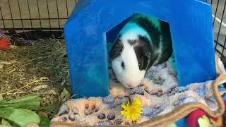 Cute guinea Pig eating dandelion flowers