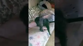 Playing doggies.