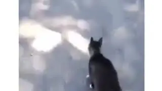 Не дай бог встретить такого кошару