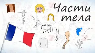 Части тела на французском.