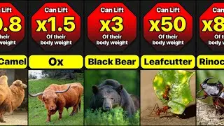 How Strong Different Animals Are?