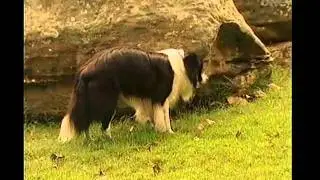 Harry's Practice - dog memory trial