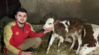 SIMMENTAL COW BIRTH 2023