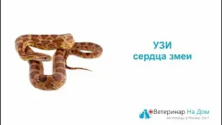 УЗИ змеи