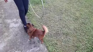 Дрессированный брабансон Бруно  ( супер-служебный пёс🐶)