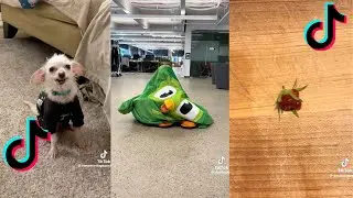 OH LOOK A STRAWBERRY 🍓 | TIKTOK COMPILATION