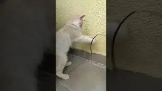Simba is back !