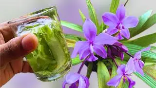 Orchid Natural Fertilizer: Improve Plant growth and Blooms
