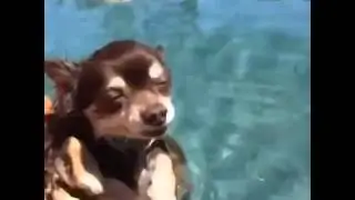 Yüzdüğünü Sanan Köpek   Vine
