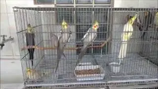 MOSTRANDO A MINHA CRIAÇÃO DE CALOPSITAS