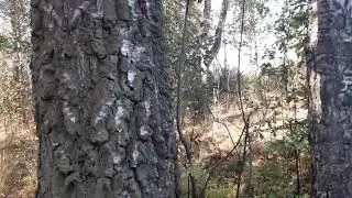 Возвращение к крысам)