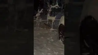 Лисички пришли к нам в гости Домики Для Отдыха Эльбрус Горы Отдых 