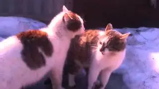 орущие коты/ screaming cats