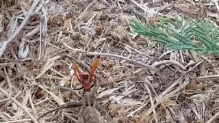 Tarantula hawk wasp dragging Lycosa piochardi