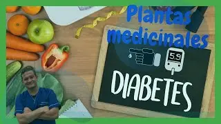 PLANTAS medicinales para la DIABETES