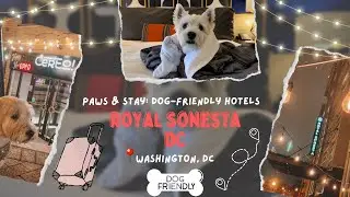 Paws + Stay: Royal Sonesta DC | A Dog-Friendly Hotel | Washington, DC