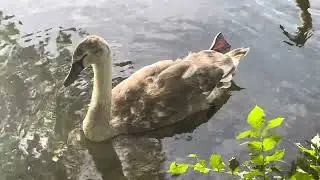 Autumn lake swans sounds of natur