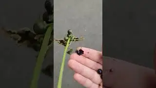 Eating Nightshade