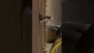 Mahabharat song | 🕊️ 