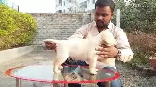 Labrador yellow puppy stacking.