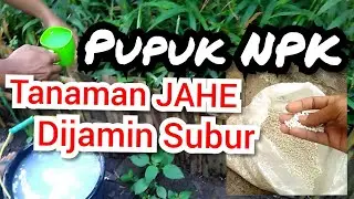 Cara Pemberian Pupuk NPK Pada Tanaman Jahe