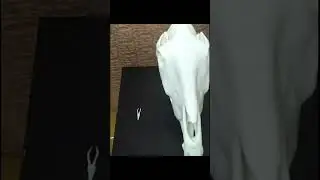 Черепушки