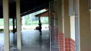 Macaco fujindo em Barcelos AM