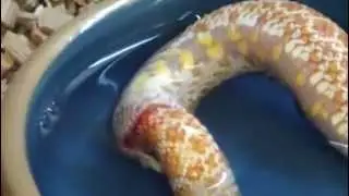 Yılan kendi kendini yedi!