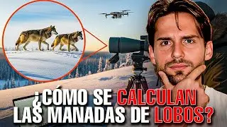 🐺 HOW IS THE WOLF CENSUSED? The most controversial carnivore in the Northern Hemisphere @voluntar...