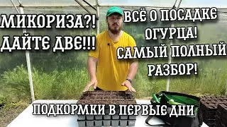 Сажаем огурец. Все что НУЖНО ЗНАТЬ!