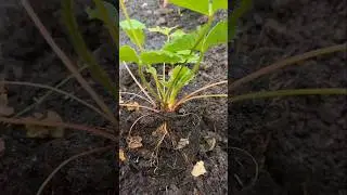 КЛУБНИКА! Размножение! ОТЧЁТ!🍓🌱#сад #огород #ок #дача #советы #интересно #садовод #блогер